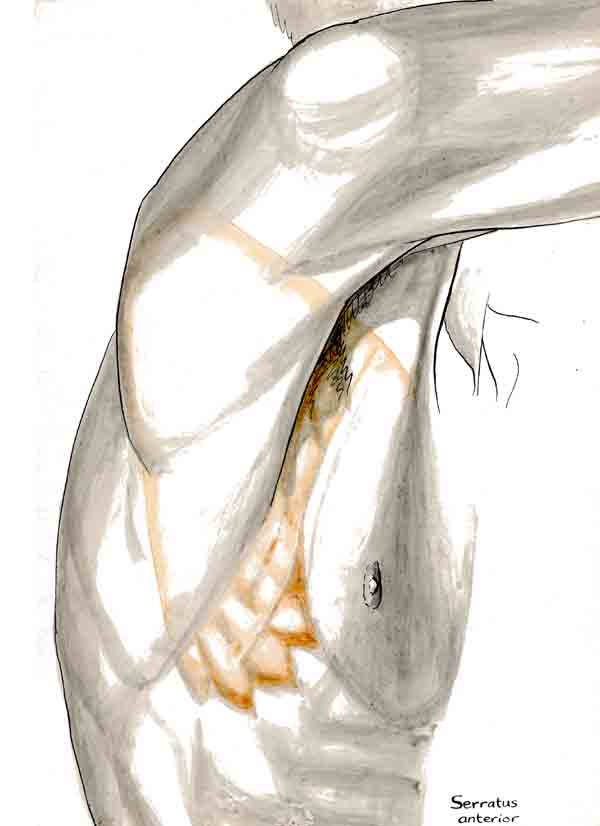 Serratus anterior