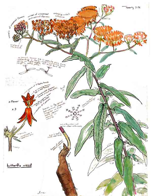 Butterfly weed